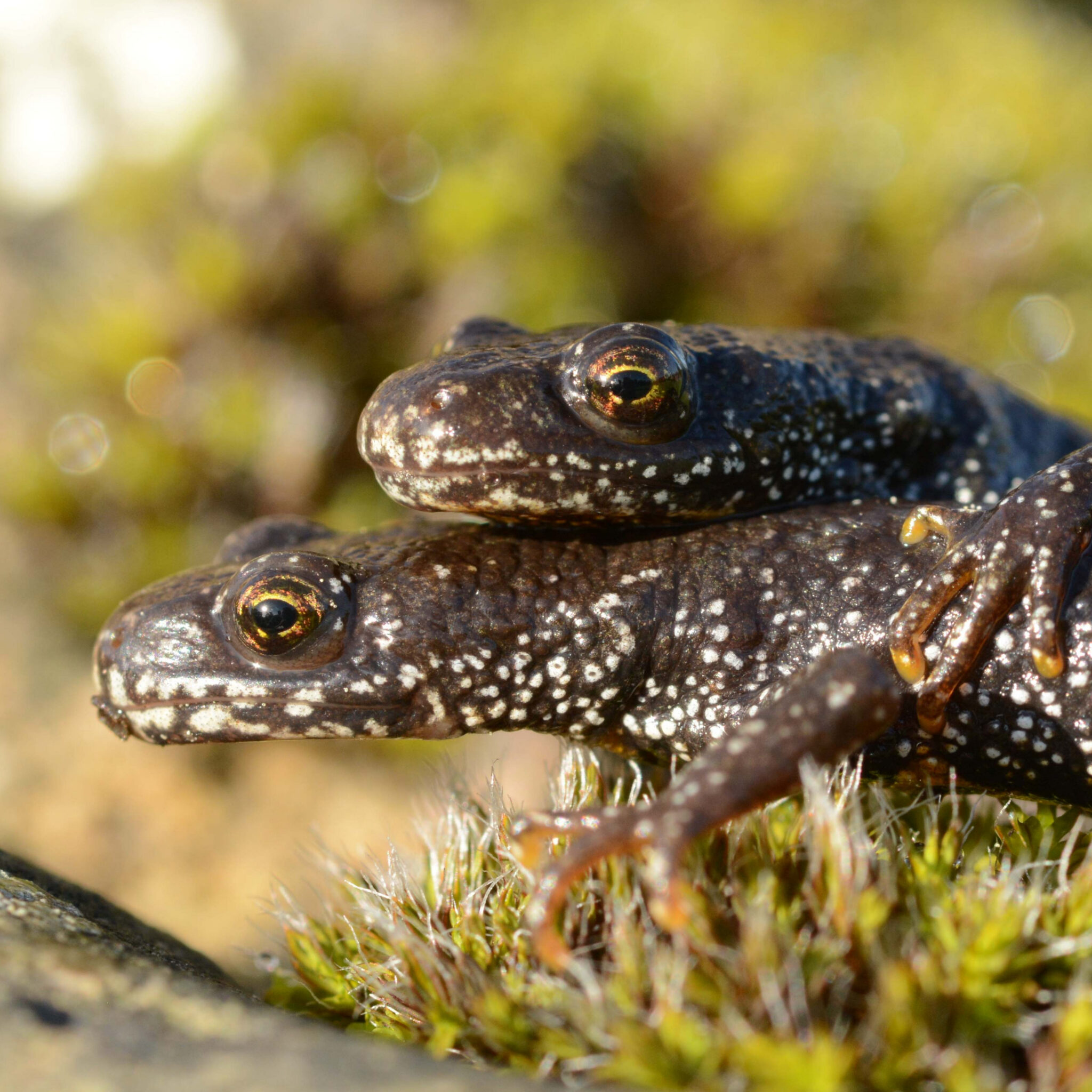 Great crested newts