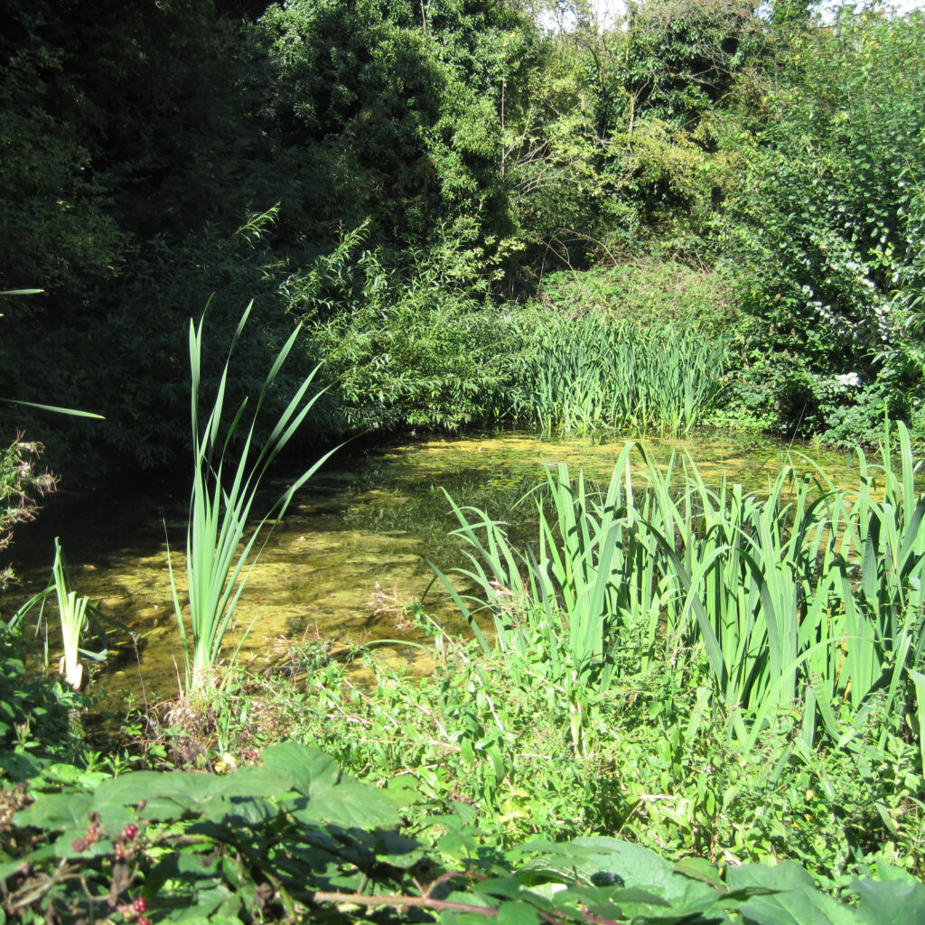 A pond at Glebelands Local Nature Reserve