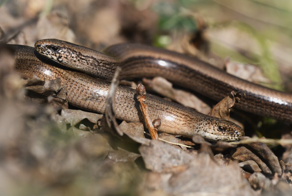 Slow worms at Glebelands