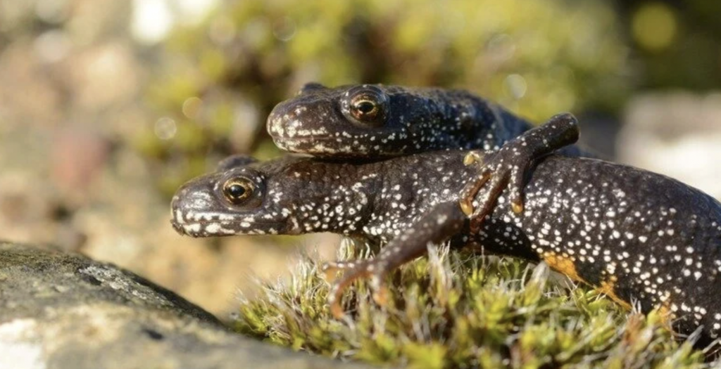 Great crested newts